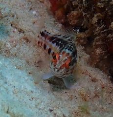 Serranus baldwini