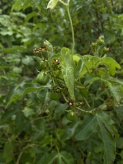 Jatropha gossypiifolia