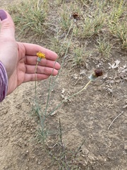 Thelesperma megapotamicum