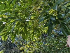 Fraxinus caroliniana