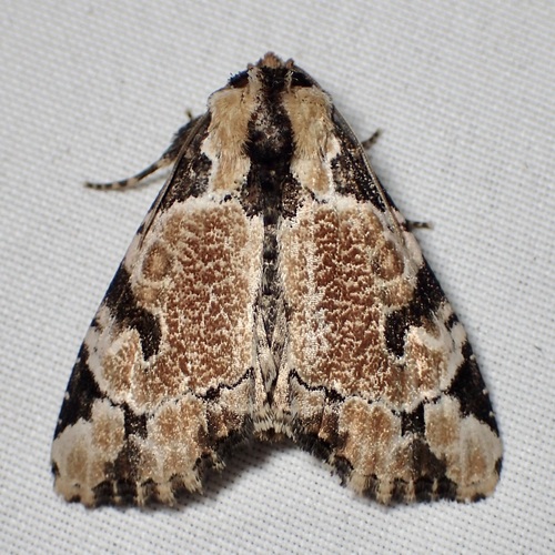 Whaleback moth photo 4