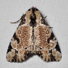 Stibaera thyatiroides