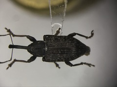 Notaris puncticollis