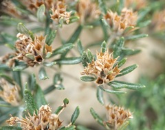 Teucrium montanum