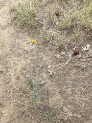 Thelesperma megapotamicum