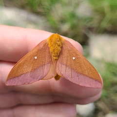 Anisota virginiensis
