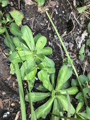 Gamochaeta americana