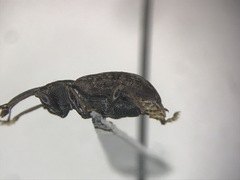 Notaris puncticollis