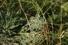 Falcaria vulgaris