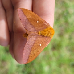 Anisota virginiensis