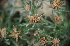 Teucrium montanum