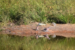 Patagioenas cayennensis