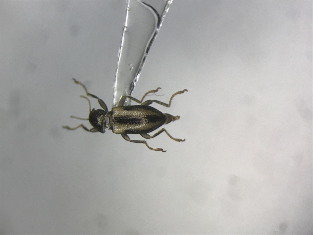Banded Riffle Beetle