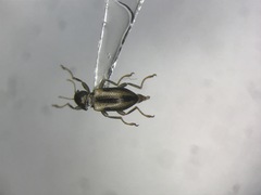 Dubiraphia vittata