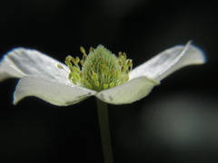 Anemone virginiana