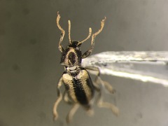 Dubiraphia vittata