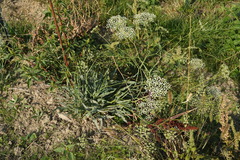 Falcaria vulgaris