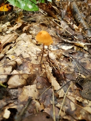 Marasmius siccus