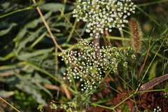 Falcaria vulgaris