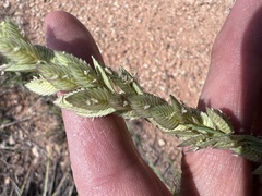Eragrostis superba