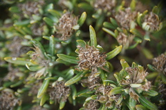 Teucrium montanum