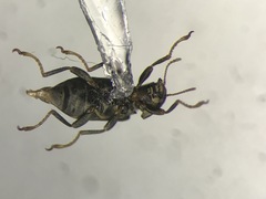 Dubiraphia vittata