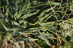 Falcaria vulgaris