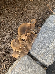 Hohenbuehelia petaloides