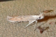 Isophrictis