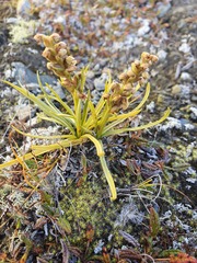 Chamorchis alpina