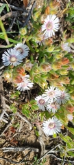 Drosanthemum hispifolium