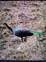 Pavo muticus