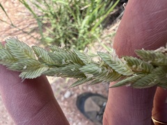 Eragrostis superba