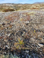 Chamorchis alpina
