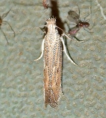 Isophrictis