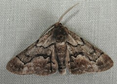 Phaeoura mexicanaria