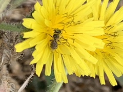 Halictus tripartitus
