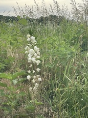 Yucca flaccida