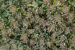 Teucrium montanum