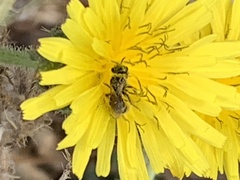 Halictus tripartitus