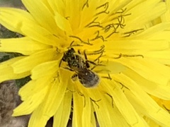 Halictus tripartitus