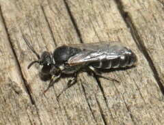 Hylaeus communis