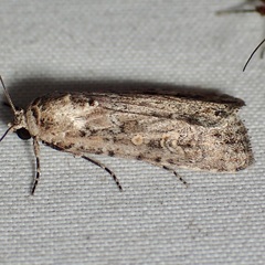 Spodoptera exigua