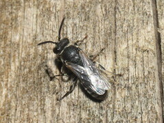 Hylaeus communis