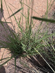 Eragrostis superba
