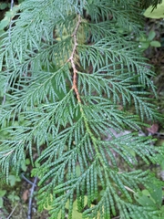 Thuja plicata