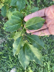 Euonymus fortunei
