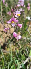 Ixia scillaris