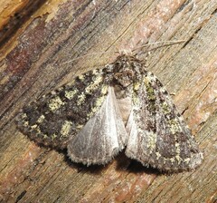 Paramiana smaragdina