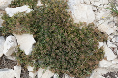 Teucrium montanum